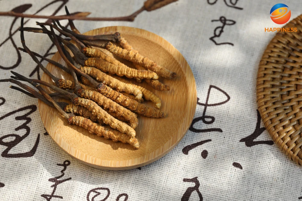 Cordyceps - die Quelle der Unsterblichkeit